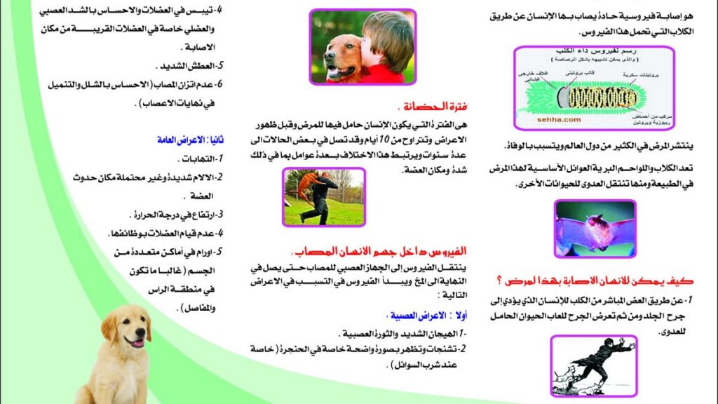 داء السعار.. رمحان تؤكد مجانية اللقاح وتكشف معاناة وجهود محاربة ظاهرة الكلاب الضالة (فيديو)
