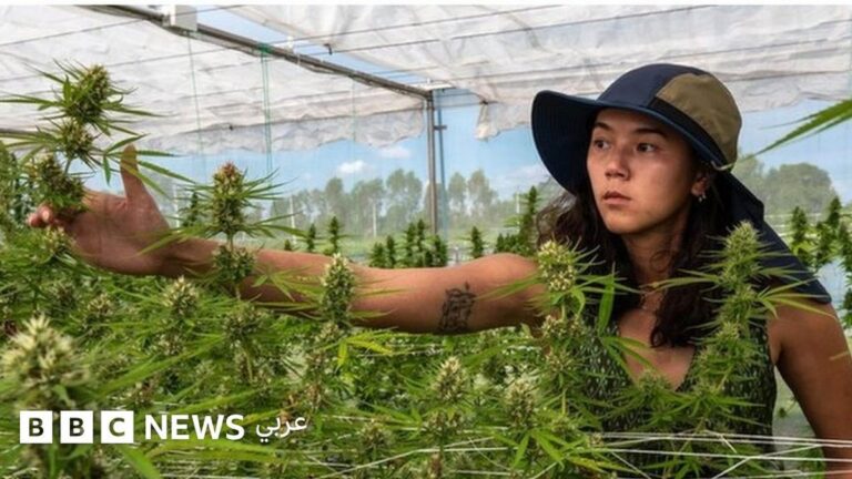 "دليل القنب" للسائحين: كيف أصبحت تايلاند مرتع تجار الحشيش؟