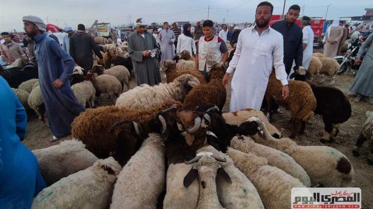 كريمين: ارتفاع أسعار اللحوم الحمراء ناجم عن تعاقب الأزمات