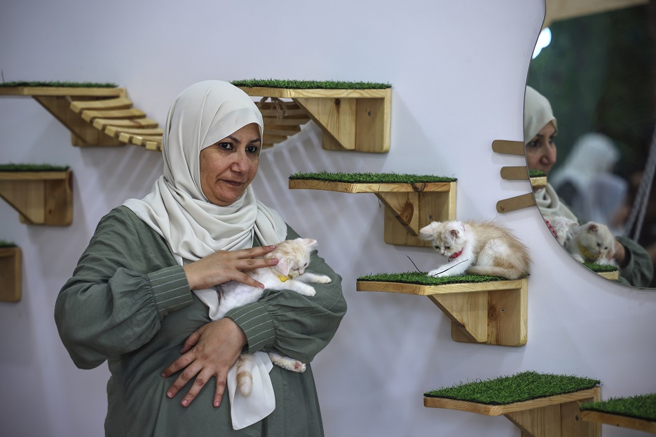 مقهى للقطط في غزة لمساعدة السكان على مواجهة ضغوط الحياة