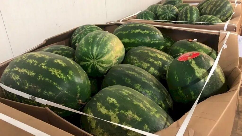 شحنة البطيخ الأحمر "الدلاح": توضيحات مجموعة مرجان