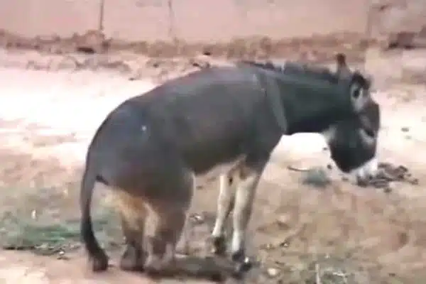 بتر أطراف "حمار" يجر فلاحا إلى القضاء ضواحي زاكورة