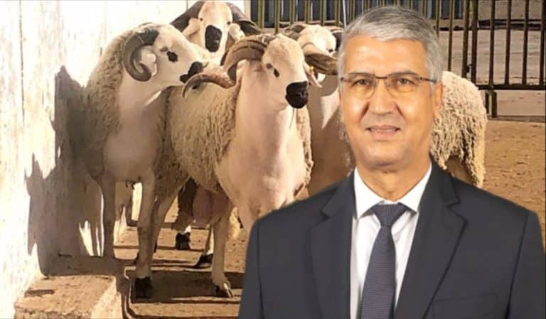 عيد الأضحى.. صديقي يعقد اجتماعا مع مهنيي قطاع اللحوم الحمراء