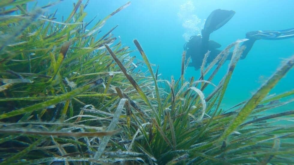 نوع مفترس من الديدان يلتهم أجزاء من الأسماك يتكاثر في البحر المتوسط