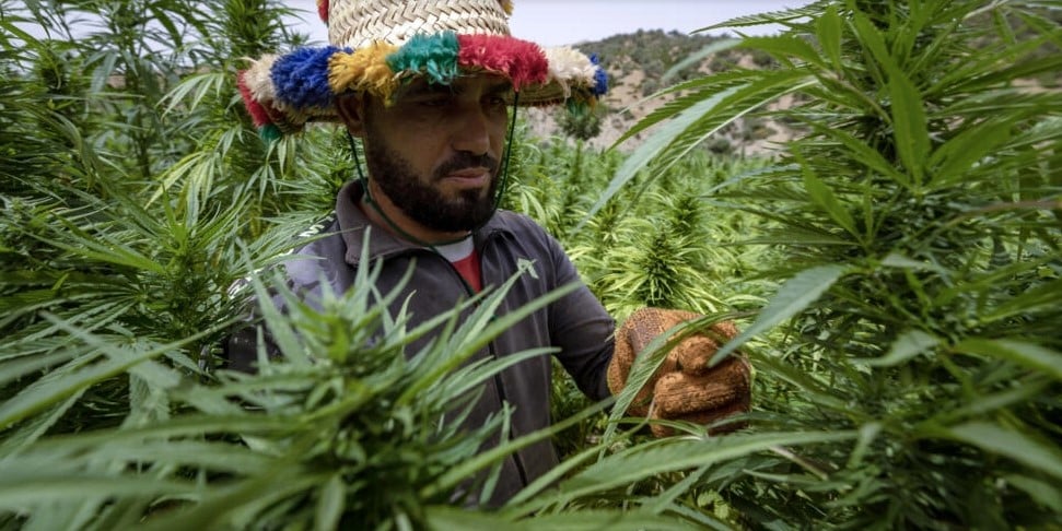 مزارعو القنب الهندي في المغرب يخرجون من "الظل إلى النور"