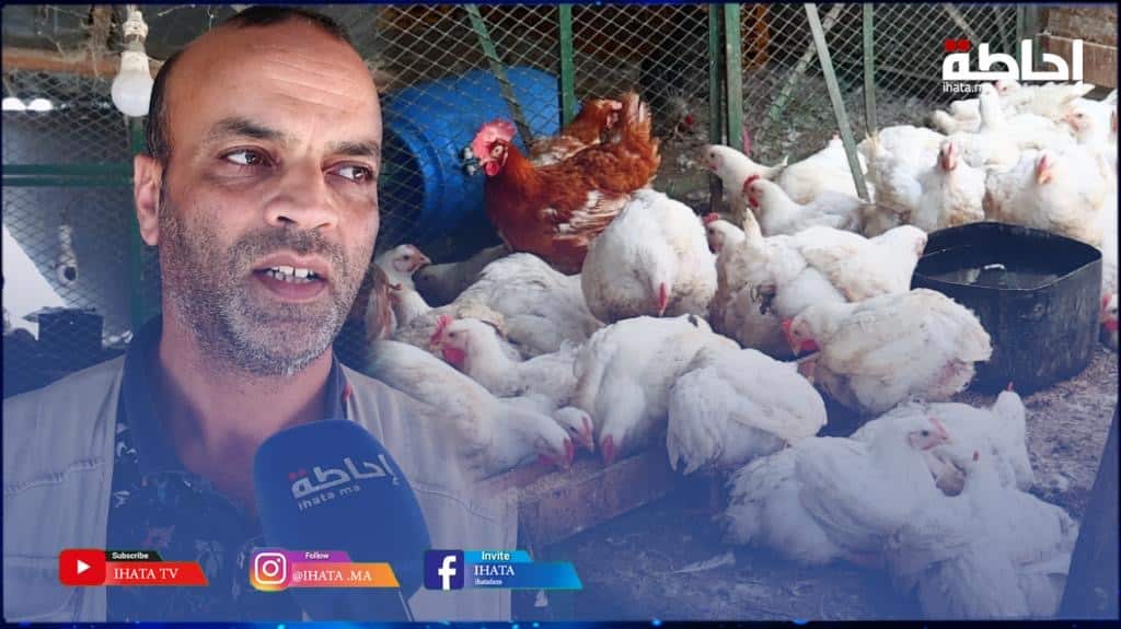 عودة الرواج إلى أسواق الدواجن بعد انخفاض نسبي للأسعار (فيديو)