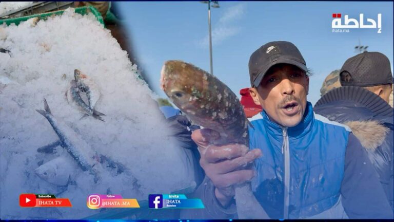 تجار السمك بالهراويين ينتقدون التفاوت الكبير في أسعار وجودة السردين (فيديو)