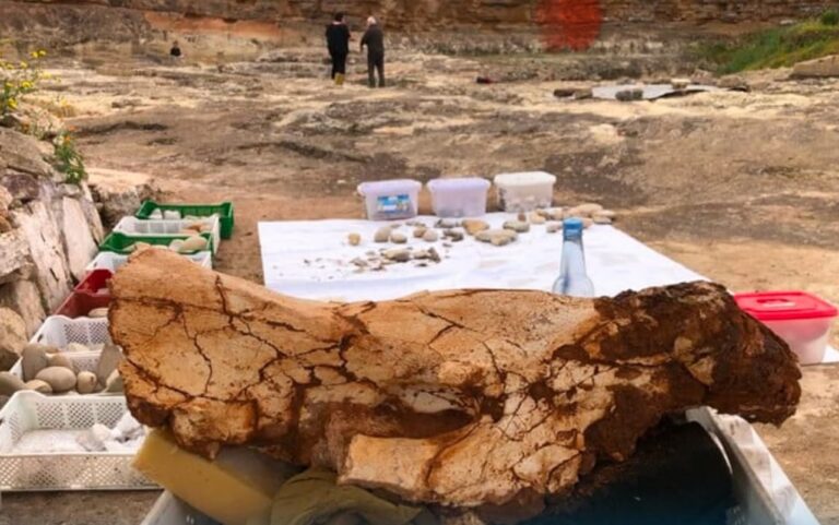 بالدار البيضاء باحثون يواصلون استكشاف تاريخ البشرية
