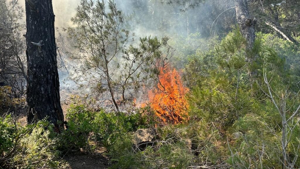طنجة.. إيداع شخص السجن للاشتباه في تسببه بحريق غابوي مهول