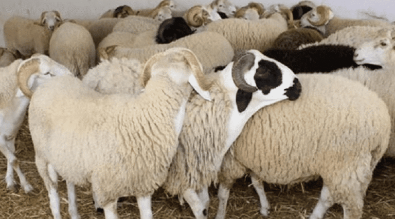 سلطات البيضاء تداهم محلا لبيع الأضاحي