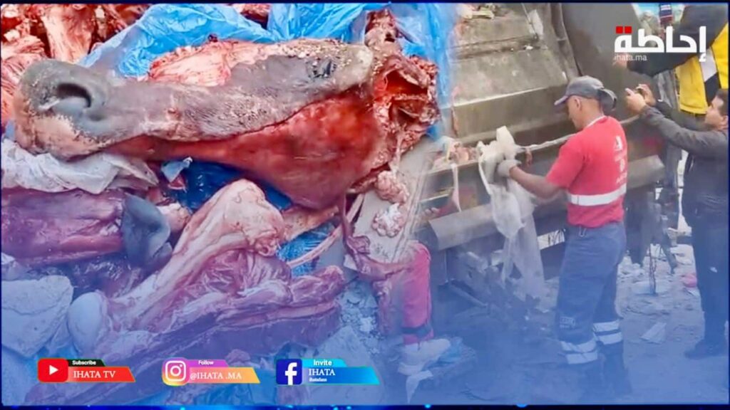الدار البيضاء .. صدمة بعد العثور على رؤوس حمير وبغال في مطرح نفايات (فيديو)