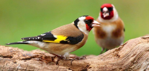 عرض طيور الحسون للبيع يقود ثلاثة أشخاص إلى التحقيق بأكادير
