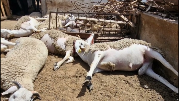 نفوق عشرات رؤوس الأغنام في ملكية فلاح بإقليم النواصر