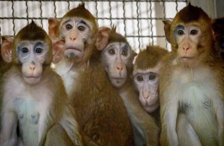غضب وسط نشطاء حقوق الحيوان بعد "إعدام" 12 قرد بحديقة حيوانات بألمانيا
