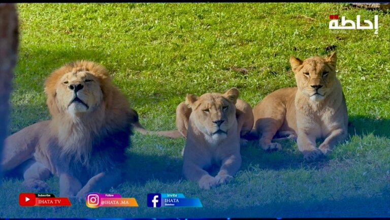 حديقة عين السبع بالدار البيضاء تفتح أبوابها بأسعار تفضيلية (فيديو)