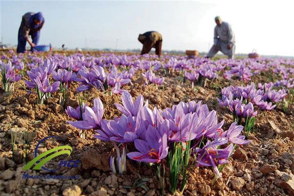 زعفران تالوين الذهب الأحمر ذو المنافع المتعددة