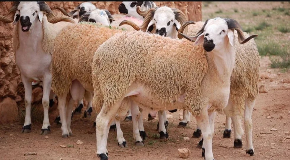 أسواق الأضاحي بالدار البيضاء الحكومة: عرض أضاحي العيد يفوق الطلب والقطيع الوطني في وضع صحي جيد | إحاطة