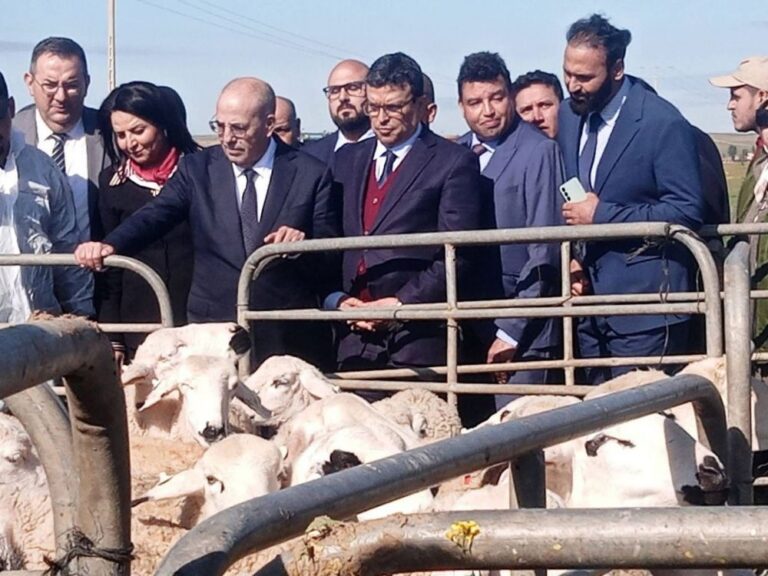 الإنتاج الحيواني بالمغرب