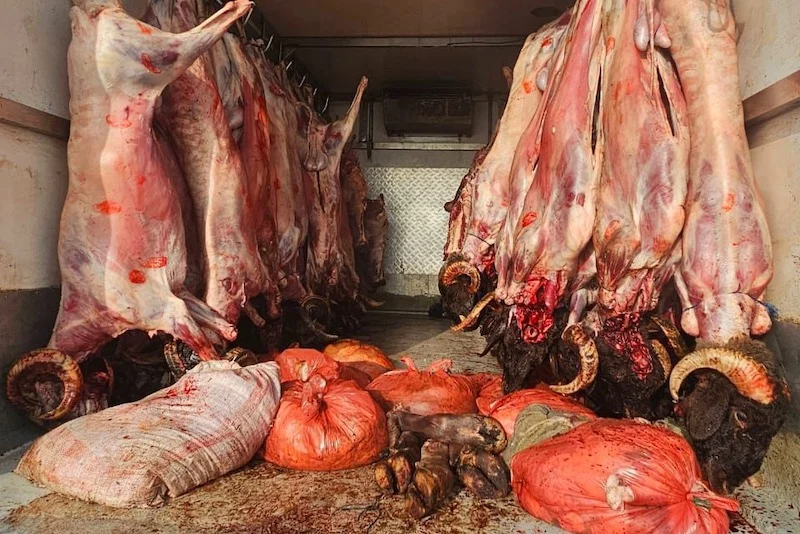 حجز لحوم فاسدة ومشروبات كحولية داخل شاحنة بالطريق السيار نواحي برشيد
