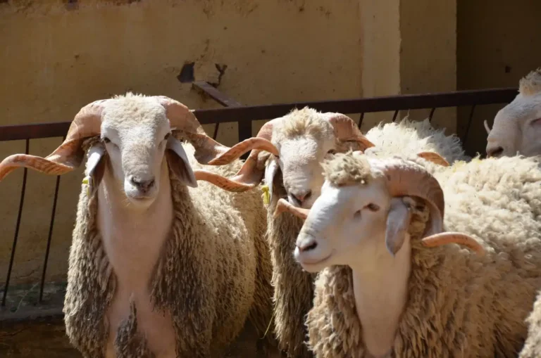 عطلة عيد الأضحى: الجمعة 29 ماي يوم عطلة استثنائية بالإدارات | إحاطة