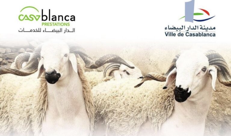 الدار البيضاء للخدمات تطلق خدمة إيواء وذبح الأضاحي | إحاطة