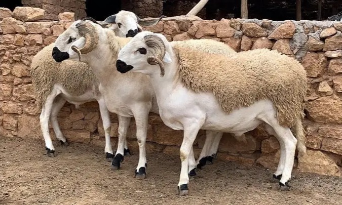 سلالة الصردي